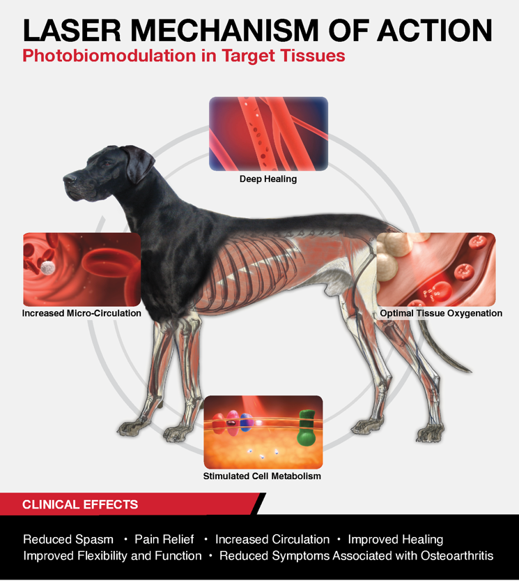 Laser Mechanism Infographic